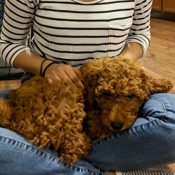 Meet your Posher, Nandini - Picture 1 of 1